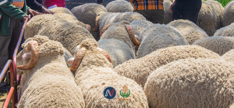 Newsday Media | Seahlolo