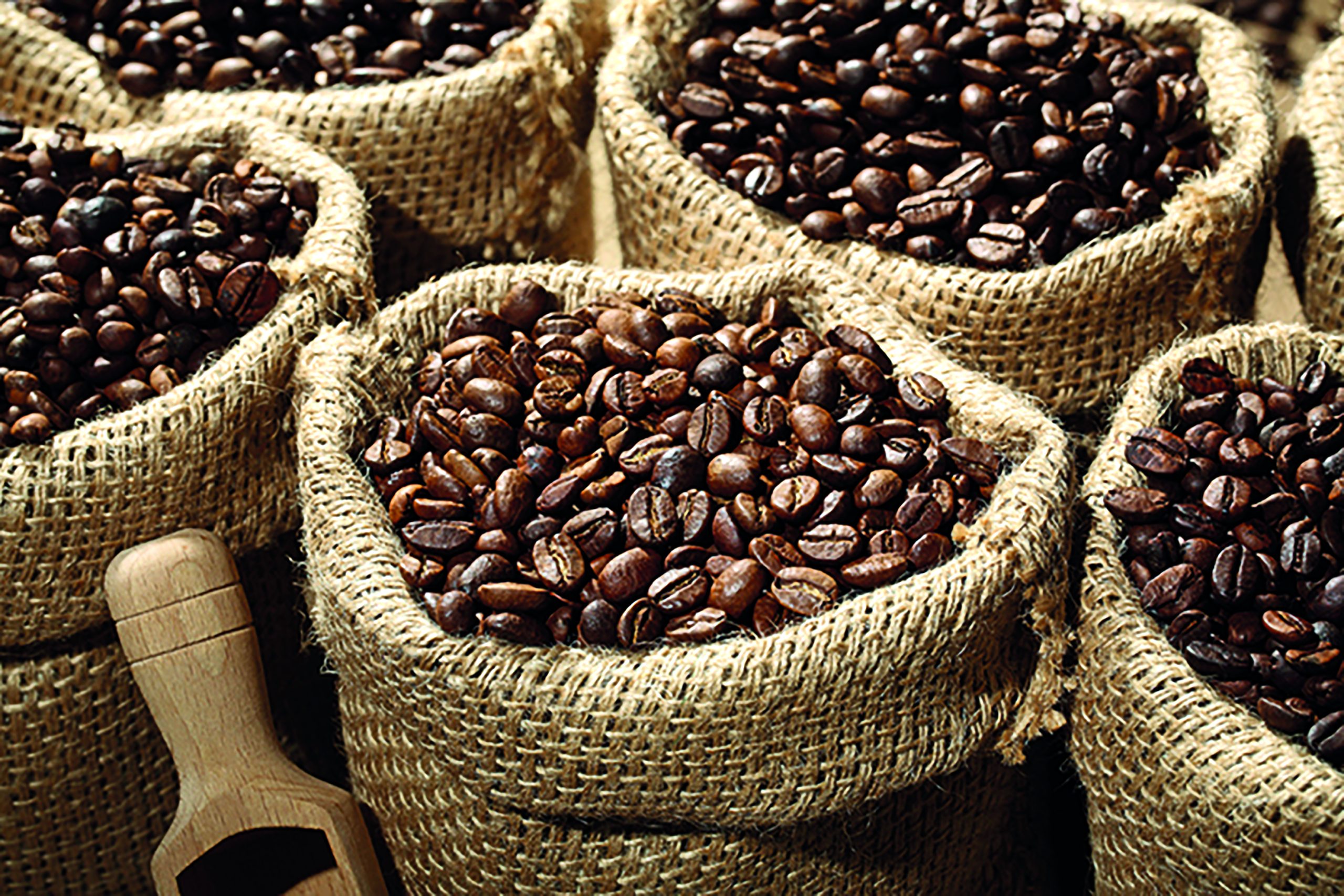 Ethiopian Investor Eyes Coffee Production Opportunities in Lesotho