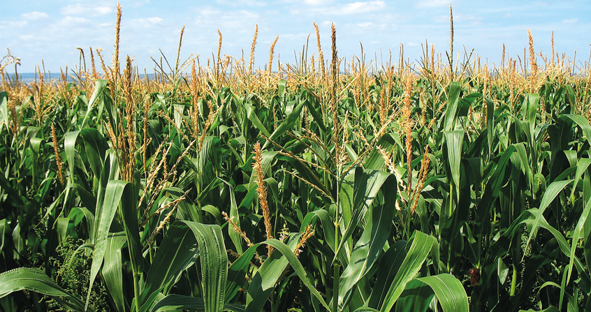 Machobane Farming System: A Homegrown Solution for Boosting Productivity in Lesotho