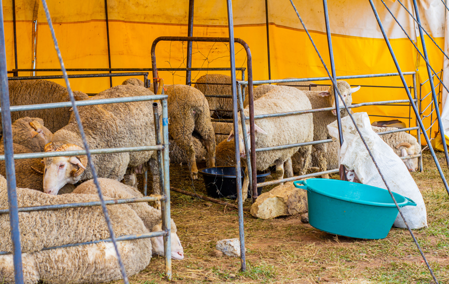 Ram Breeders Sound Alarm on Lesotho’s Livestock Import Dependence