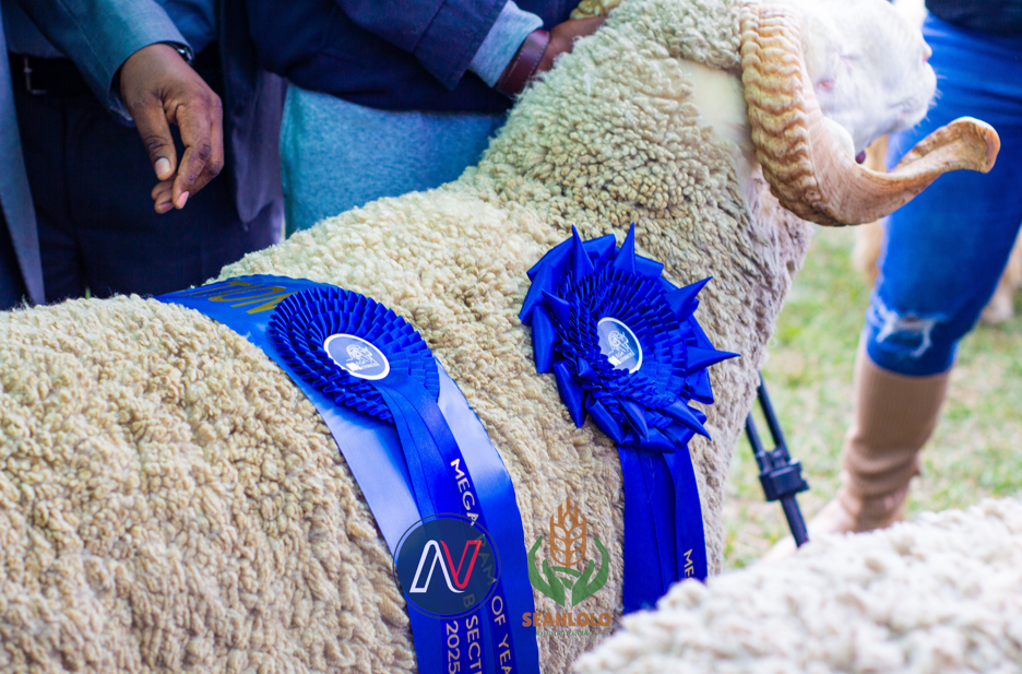 Lesotho’s Wool and Mohair Industry Grows on Strong Ethics and Community