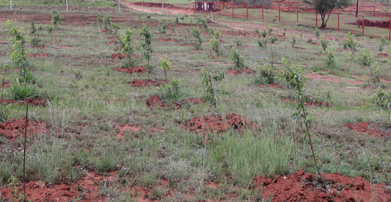 Land Rehabilitation Initiative through tree planting by ROLL