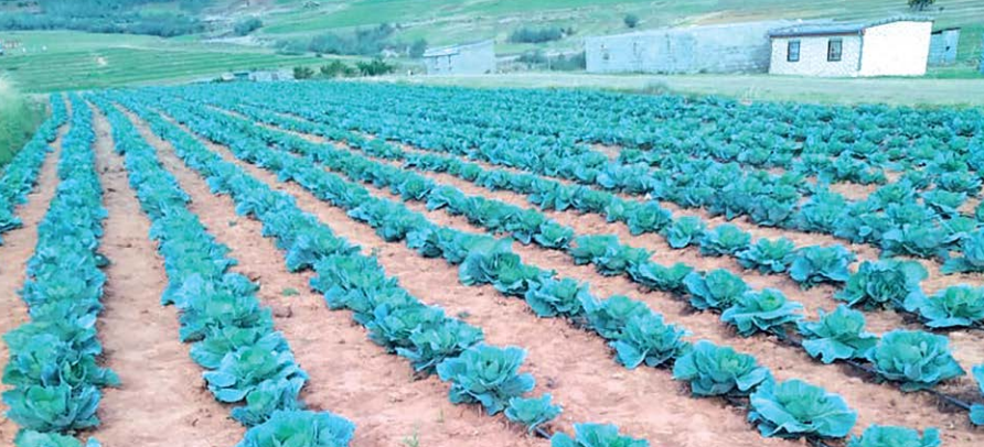 Accounting by Day, Farming by Dawn: Lesotho’s Dual Vision