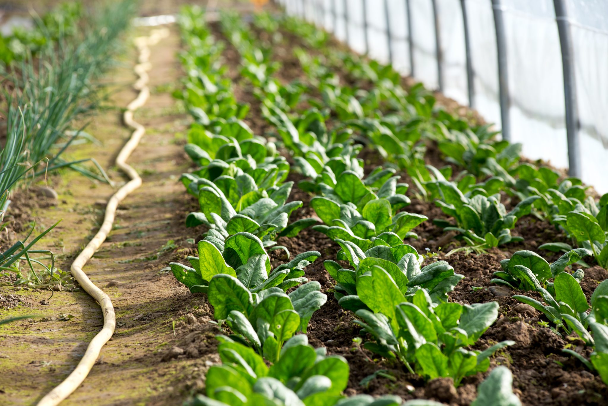 Crop Production