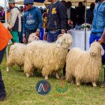 Lesotho to Host International Wool Textile Organization Round Table in 2025