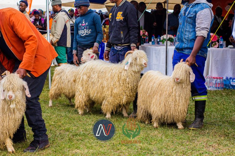 Wool & Mohair Show_81