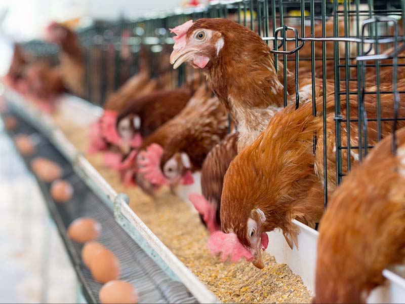 poultry-farming-management