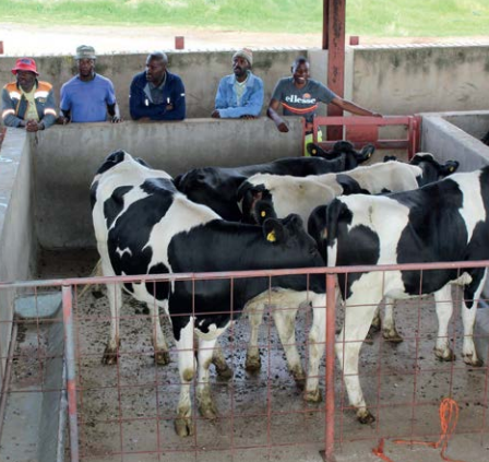 The National Dairy Board Prepares for Batch 10, Aims to Expand Dairy Impact