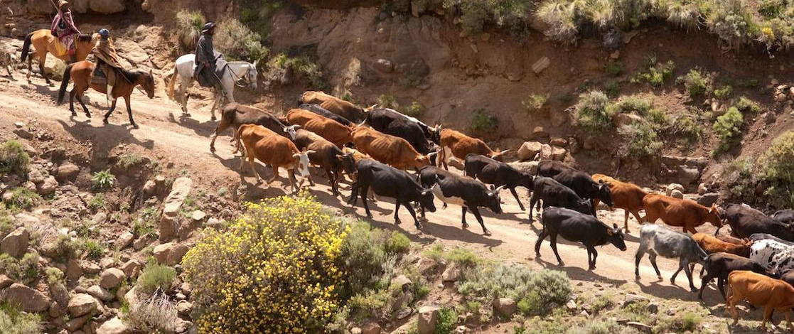 Branding Breakdown Fuels Stock Theft