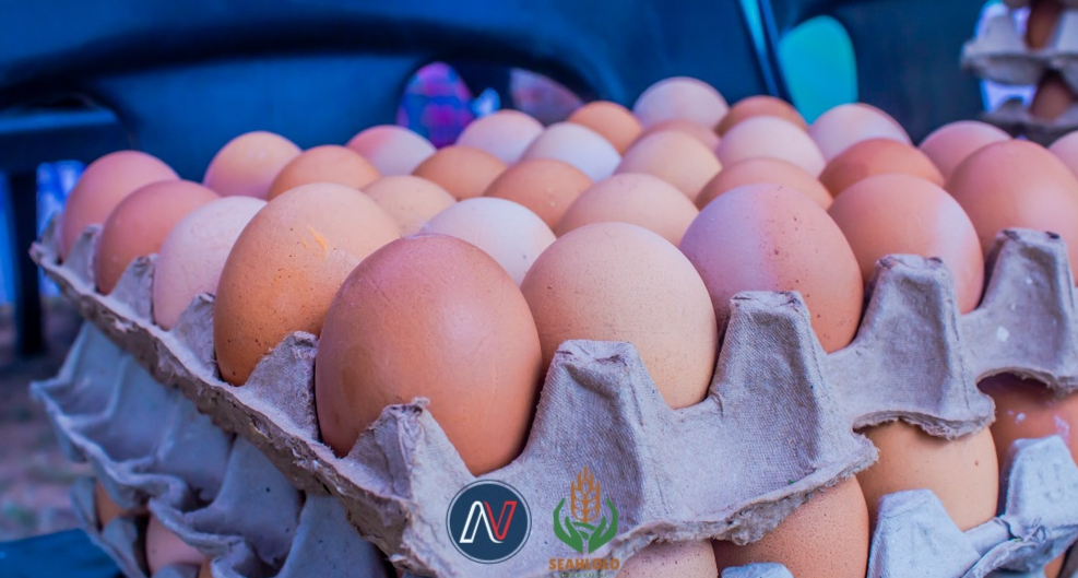 Lesotho’s Poultry Dreams Grounded