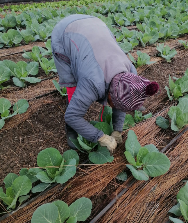 The Critical Role of Modern Irrigation in Lesotho’s Farming Future