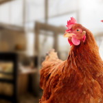 Lesotho’s Poultry Dreams Grounded