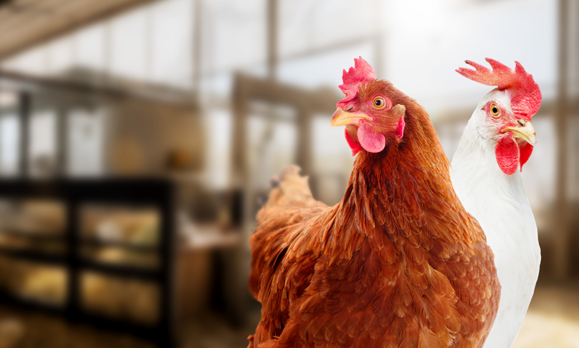 Lesotho’s Poultry Dreams Grounded