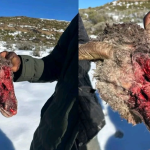 Mystery Beast Slaughters Farmer’s Flock, M21, 000 Lost