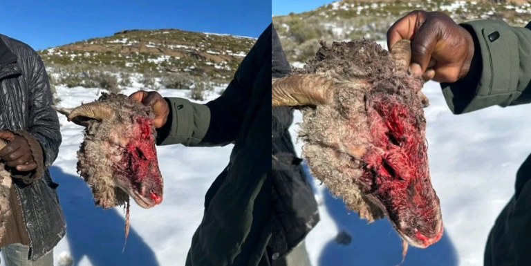 A mysterious predator has devastated a livestock farmer in Thabakhubelu, killing 14 sheep in a single morning and sparking fear across the rural community of Mphoko Lumaluma, in the Mohale’s Hoek District