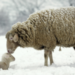 Meraka Insurance Brings Hope to Lesotho’s Livestock Farmers
