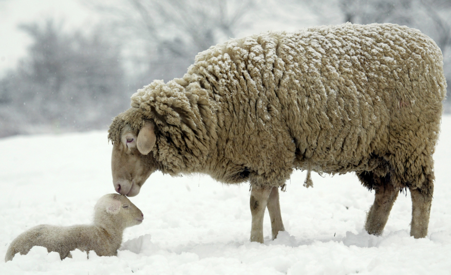 Meraka Insurance Brings Hope to Lesotho’s Livestock Farmers