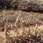 Climate Crisis Comes at a High Price: Lesotho Warned