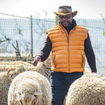 A Shepherd’s Dream: How SADP Helped Beleme Lebajoa Weave a Legacy in Ram Breeding