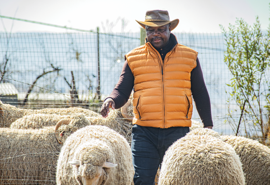 A Shepherd’s Dream: How SADP Helped Beleme Lebajoa Weave a Legacy in Ram Breeding