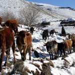 Unpaid, Unseen and Undervalued: The Plight of Lesotho’s Herd Boys