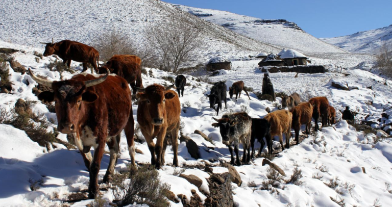 Herdsmen guide their cattle toward grazing areas near Makopanong village in eastern Lesotho- on July 31. 2011. REUTERSMatthew Tostevin