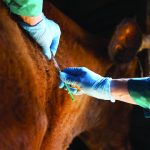 Lesotho on High Alert as Ministry Sets Up Rapid Response Committees to Guard Against Animal Disease Outbreaks
