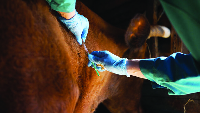 Lesotho on High Alert as Ministry Sets Up Rapid Response Committees to Guard Against Animal Disease Outbreaks