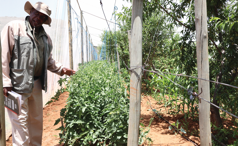SADP II Turns Orchard Struggles into a Thriving Mixed Farming Enterprise