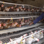 From Support to Success: Village Fresh Shows the Power of SADP II
