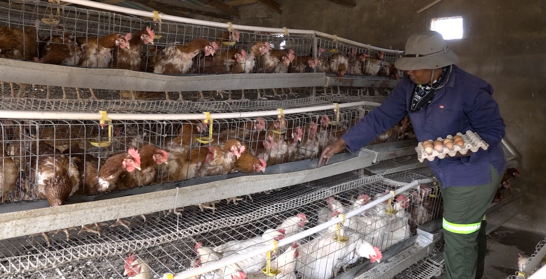 From Support to Success: Village Fresh Shows the Power of SADP II