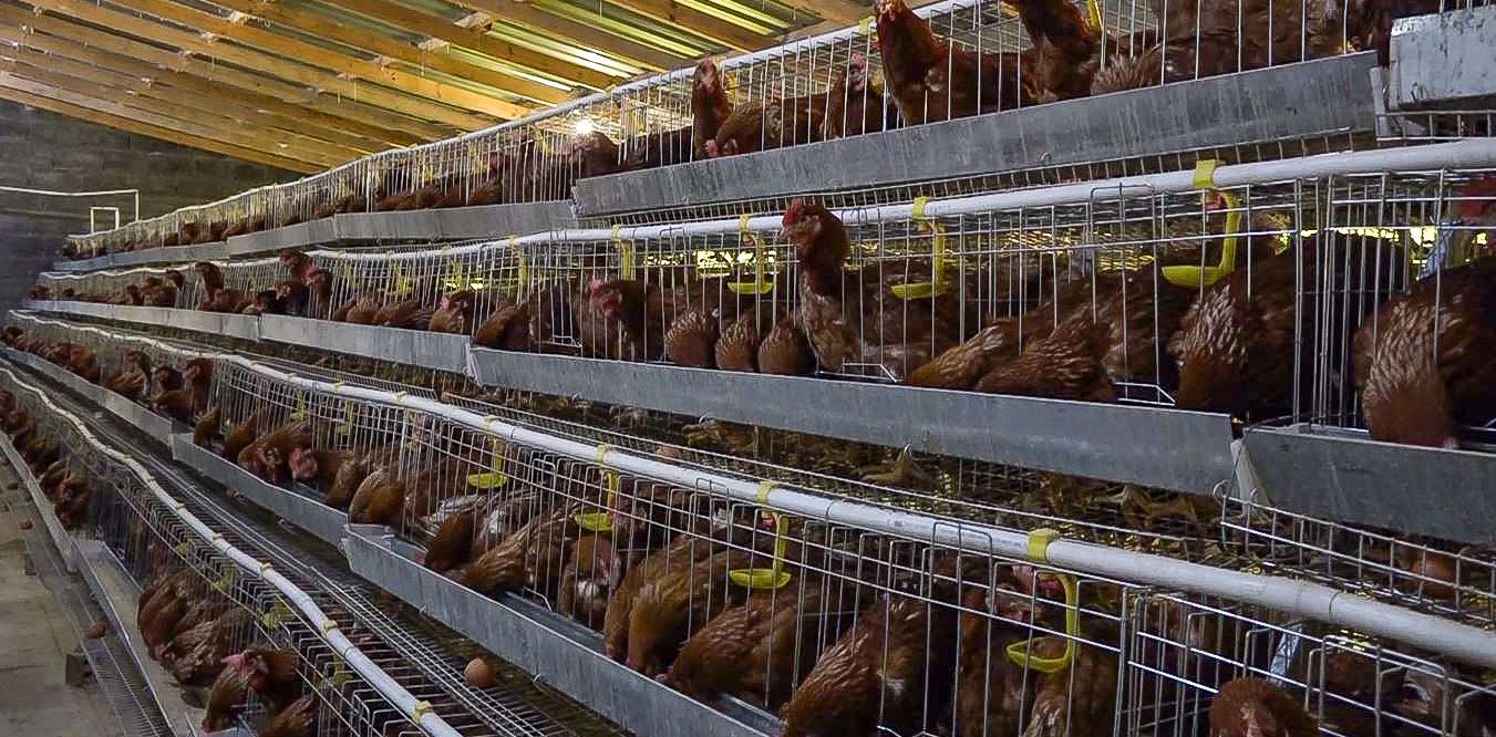 Mabita Poultry Farm, a Layer Empire in the Making