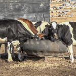 Moshemane Farm, a Dairy Legacy in Construction 