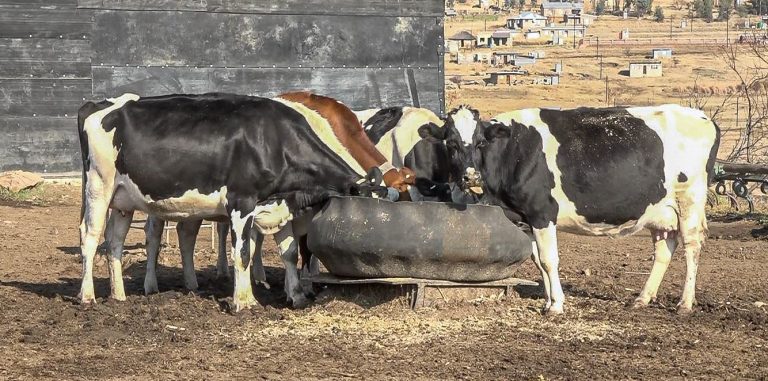 Moshemane Dairy Cattle