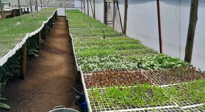 Ntseo Seedlings Farm Blooms with Pride as It Graduates from SADP II