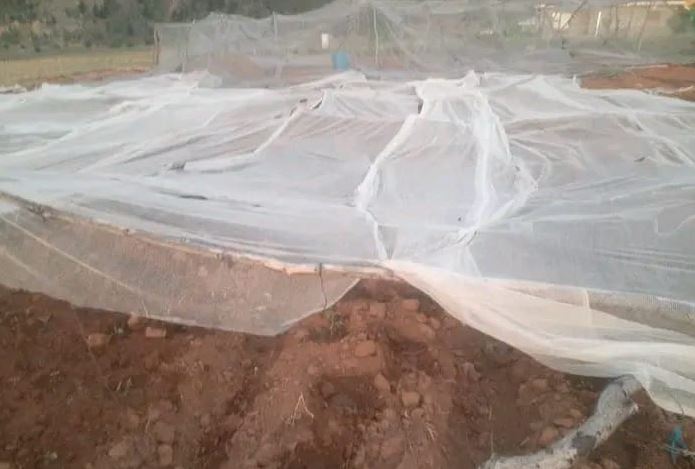 A Farmer’s Struggle Against Climate Change-Induced Wind Damage