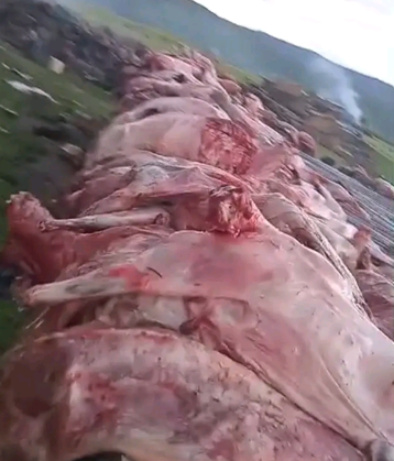 The Misfortune of Hoko’s 197 Sheep