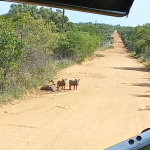 Safeguarding Soils, Vegetation and Wildlife for a Sustainable Future