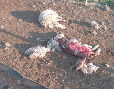 15 Sheep Slaughtered Overnight by Unknown Wild Predator