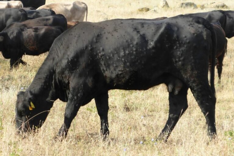 Over 1,000 Cattle Infected as Vaccine Delays Hamper Lumpy Skin Disease Response