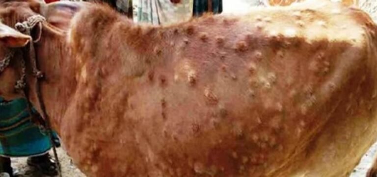 Lumpy Skin Outbreak Leaves Lasting Lessons for Livestock Farmers